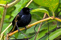 White-lined Tanager male