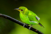 Green Honeycreeper female