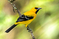 Yellow Oriole male