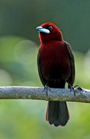 Silver-beaked Tanager male