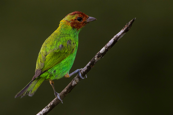 Bay-headed Tanager juv